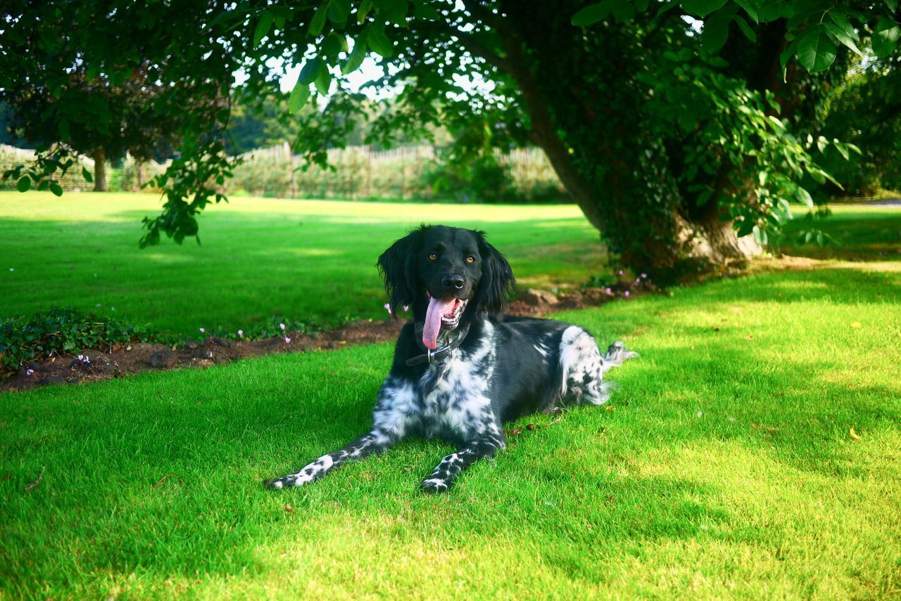 Glewstone Court Country House Hotel Ross-on-Wye ภายนอก รูปภาพ
