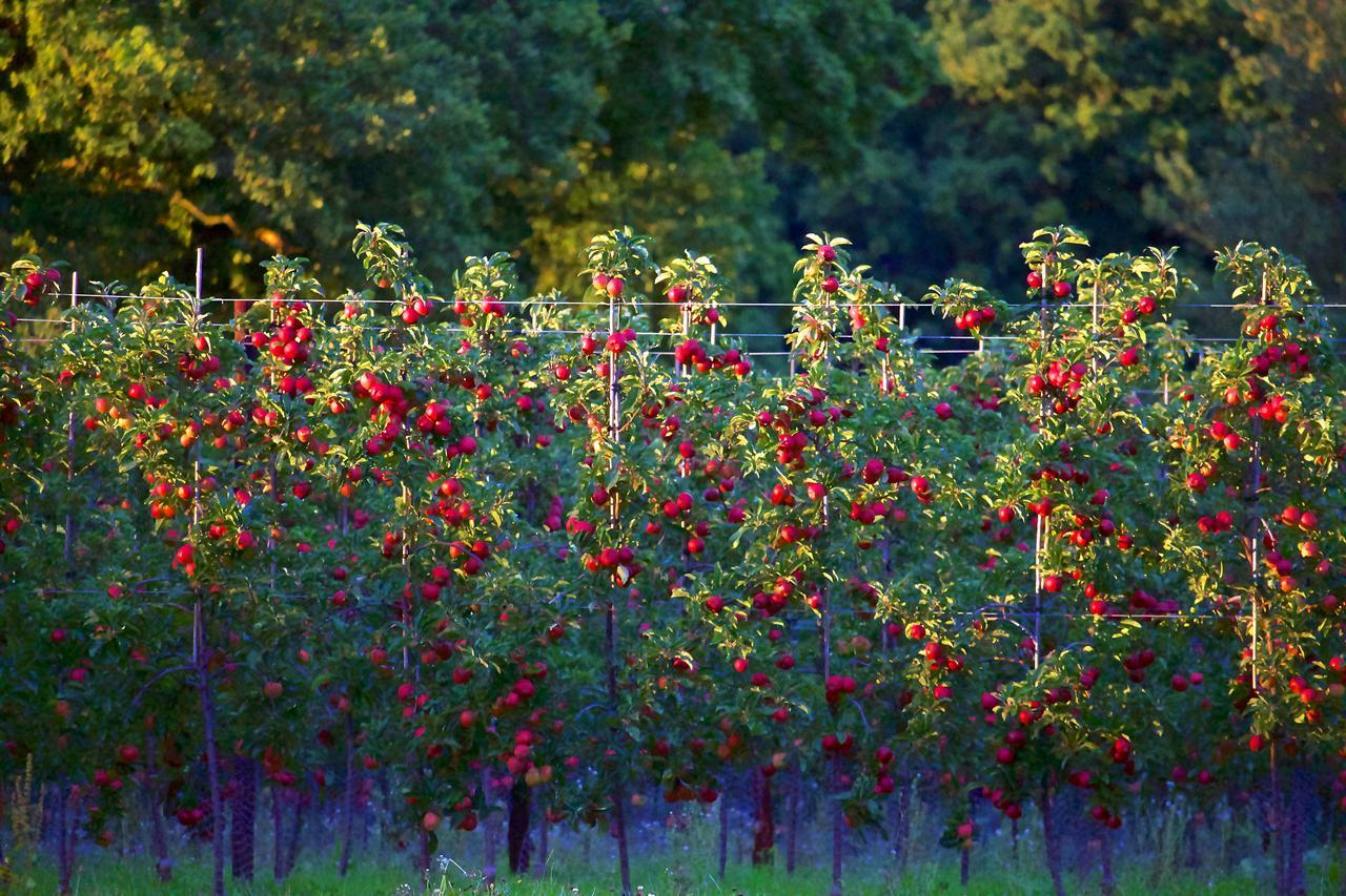 Glewstone Court Country House Hotel Ross-on-Wye ภายนอก รูปภาพ